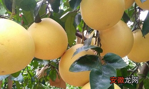 【树】柚子树可以净化空气吗 有吸甲醛的作用吗？