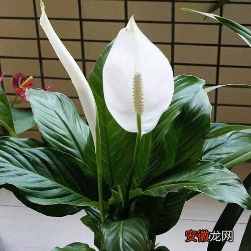 【花】白掌花可以净化空气吗 有吸甲醛的作用吗？
