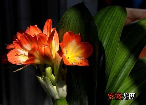 【花盆】陶瓷花盆适合种什么花