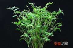【净化空气】竹子可以净化空气吗 有吸甲醛的作用吗？