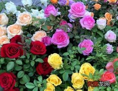 【玫瑰花】玫瑰花可以净化空气吗 有吸甲醛的作用吗？