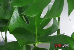 【净化空气】龟背竹可以净化空气吗 有吸甲醛的作用吗？