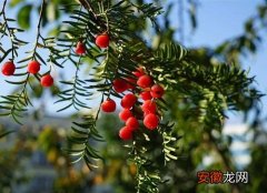 【净化空气】红豆杉可以净化空气吗 有吸甲醛的作用吗？