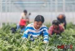 江苏泰兴：发展特色农业 助力乡村振兴