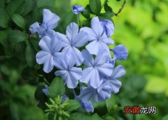 【花】蓝雪花配土方法与种植土壤