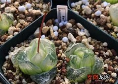 【种植】大疣朱紫玉配土方法与种植土壤