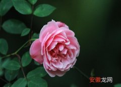【花】蔷薇花配土方法与种植土壤