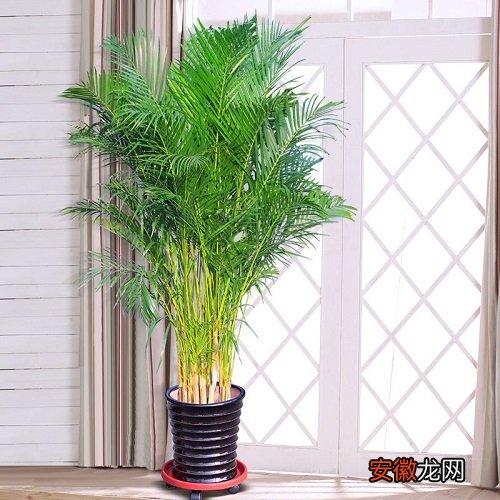 【净化空气】凤尾竹可以净化空气吗 有吸甲醛的作用吗？