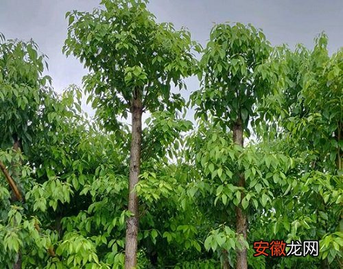 【树】樟树可以净化空气吗 有吸甲醛的作用吗？