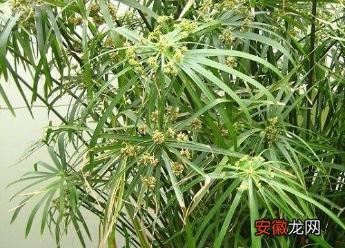 【净化空气】水竹可以净化空气吗 有吸甲醛的作用吗？