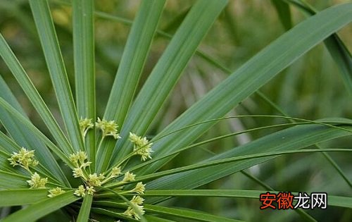 【净化空气】水竹可以净化空气吗 有吸甲醛的作用吗？
