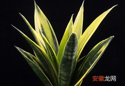 【净化空气】虎尾兰可以净化空气吗 有吸甲醛的作用吗？
