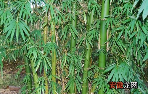 【吸甲醛】龙竹可以净化空气吗 有吸甲醛的作用吗？