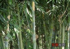 【吸甲醛】龙竹可以净化空气吗 有吸甲醛的作用吗？