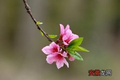 【桃花】桃花有香味吗 香味是什么味道的？