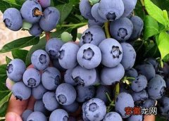 【方法】蓝莓配土方法与种植土壤