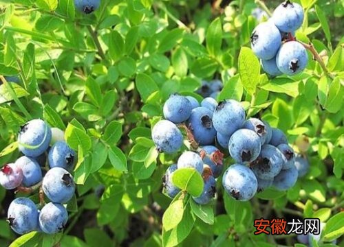 【方法】蓝莓配土方法与种植土壤