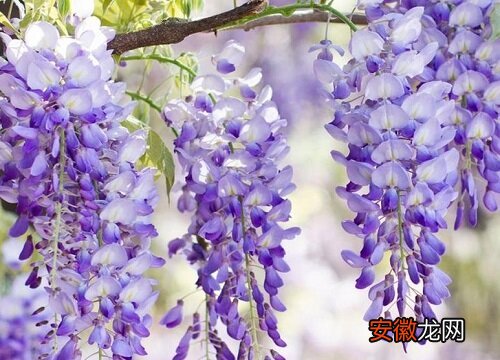 【花】紫藤花配土方法与种植土壤