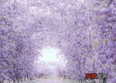 【花】紫藤花配土方法与种植土壤