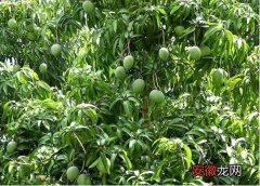 【芒果树】芒果树可以净化空气吗 有吸甲醛的作用吗？
