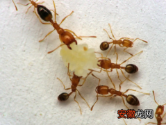 蚂蚁有哪些特点和神奇的本领 蚂蚁的本领有哪些