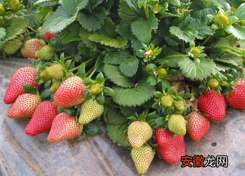 【月份】草莓是几月份种合适