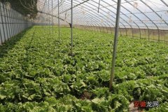 “小生菜”做出“大文章”河南通许县蔬菜产业助力乡村振兴