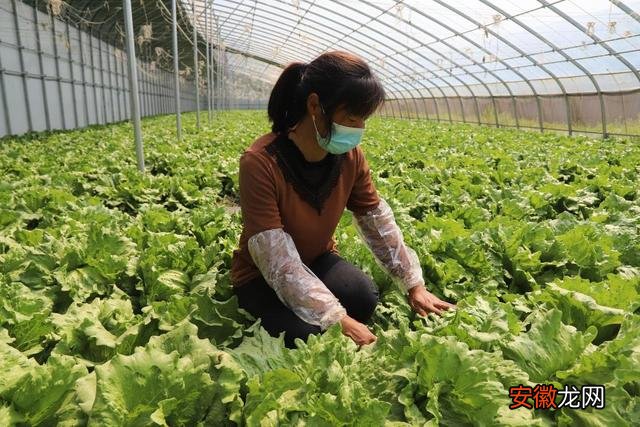 “小生菜”做出“大文章”河南通许县蔬菜产业助力乡村振兴