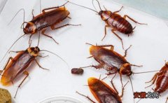 家里发现蟑螂是什么原因造成的怎么消灭 家里很多小蟑螂的原因