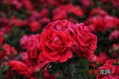 【玫瑰花】玫瑰花风水寓意与作用家里摆放玫瑰花风水禁忌？