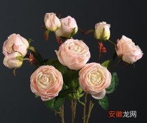 【玫瑰花】玫瑰花能放空调房吗 可以吹空调吗？