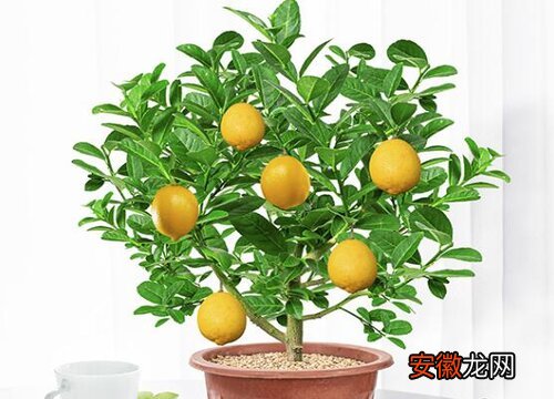 【树】柠檬树插枝能活吗