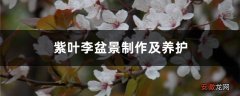 紫叶李盆景制作及养护