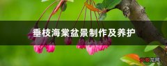 垂枝海棠盆景制作及养护
