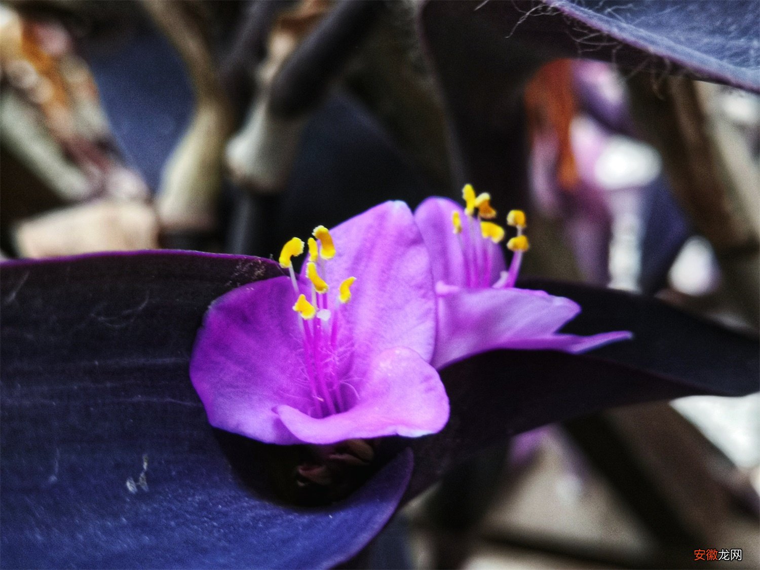 紫竹梅的水培方法