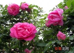 【阳光】四季玫瑰喜欢阳光吗
