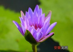【莲】紫睡莲喜欢阳光吗