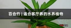 百合竹 | 适合客厅养的水养植物