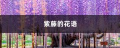 紫藤的花语和寓意，有什么传说故事