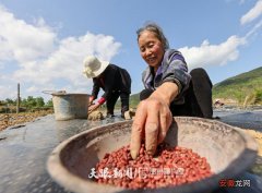 “水稻＋蔬菜”！贵州岑巩：万亩坝区现代化种植促增收