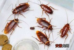 家里蟑螂来源和杀灭方法 厨房的蟑螂是从哪来的