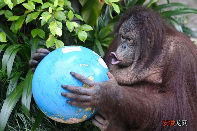 世界地球日,深圳野生动物园红毛猩猩拥抱“地球”