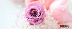 【玫瑰花】紫玫瑰花语是什么意思 紫玫瑰花语代表什么意思