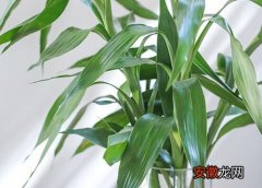 【旺盛】水竹怎么养才能更旺盛