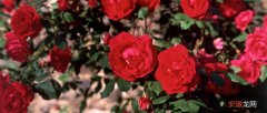 【花语】野玫瑰的花语 野玫瑰的寓意