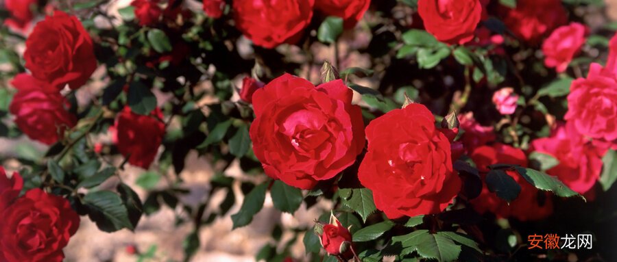 【花语】野玫瑰的花语 野玫瑰的寓意