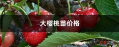 大樱桃苗的品种和价格