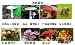 正值野生蘑菇生长旺盛期，慎防误采误食中毒