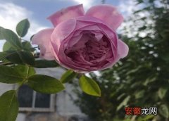 【蔷薇花】家里能种蔷薇花吗？