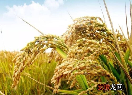 【生长】水稻生长在哪里